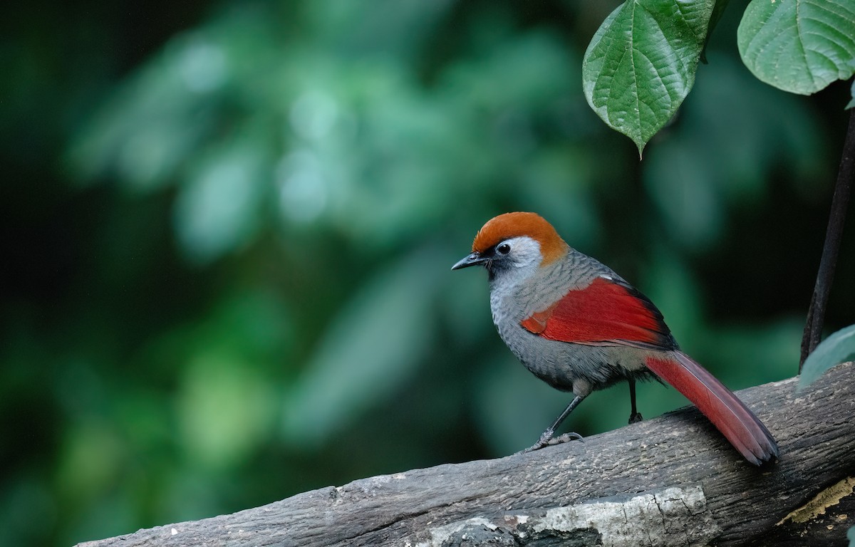 Red-tailed Laughingthrush - ML630310631