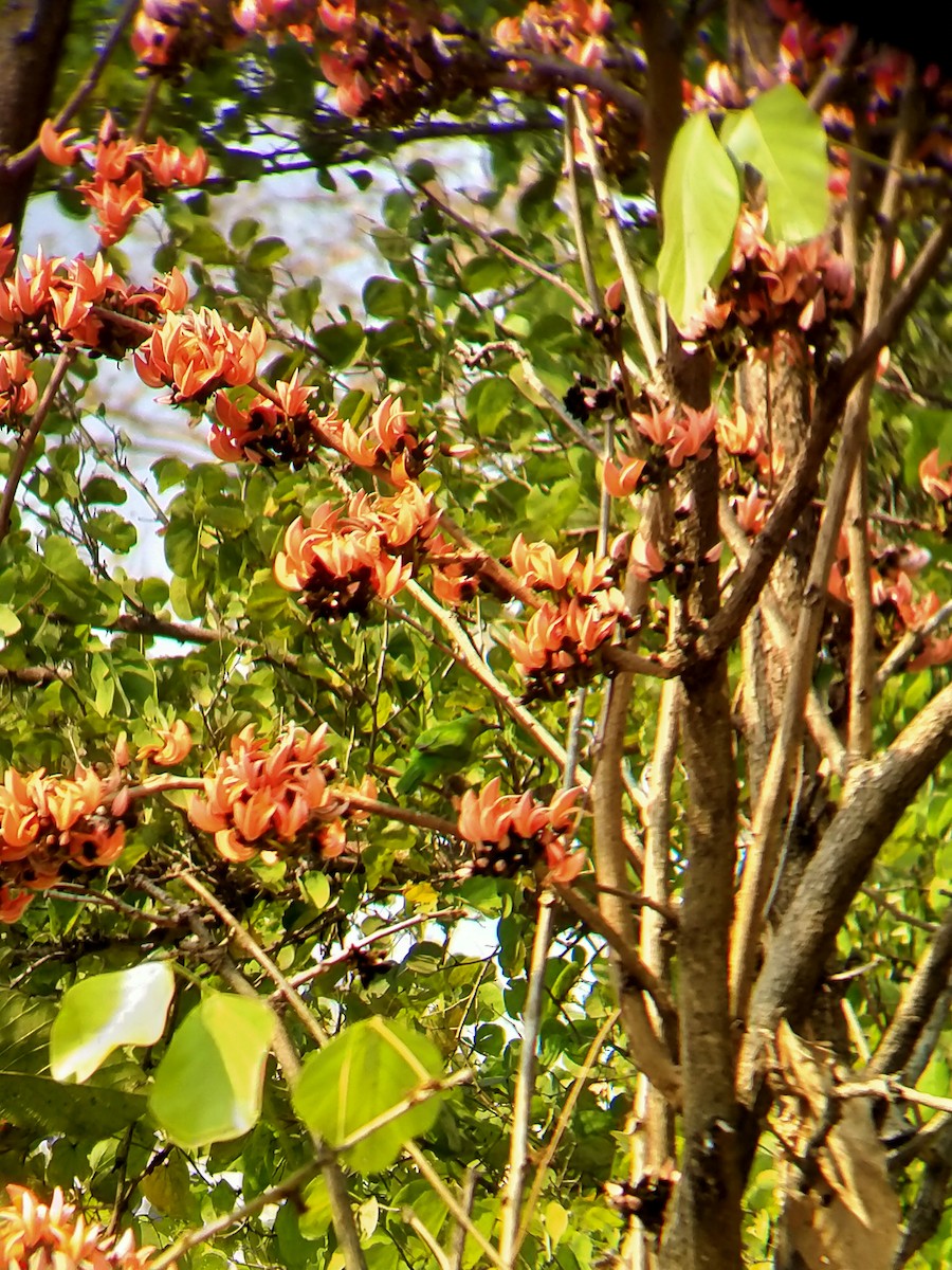 Golden-fronted Leafbird - ML630311172