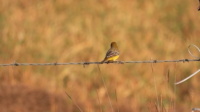 チャキンチョウ - ML630311245