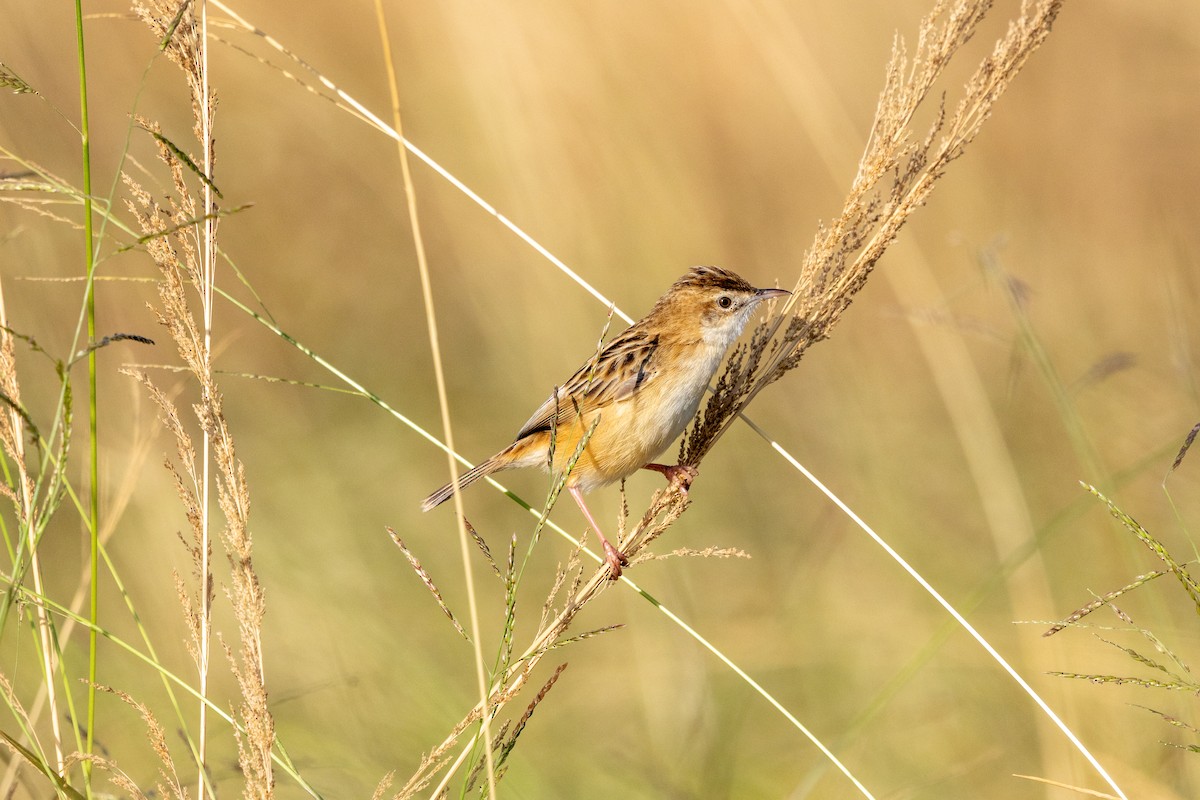 Zitting Cisticola - ML630311281