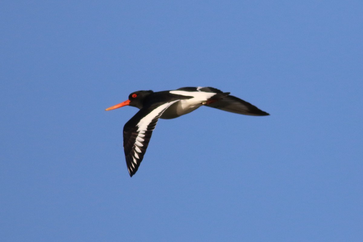 Eurasian Oystercatcher - ML630311331