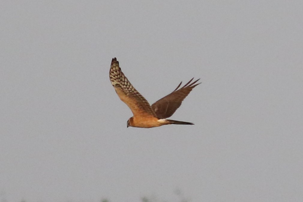 Pallid Harrier - ML630311343