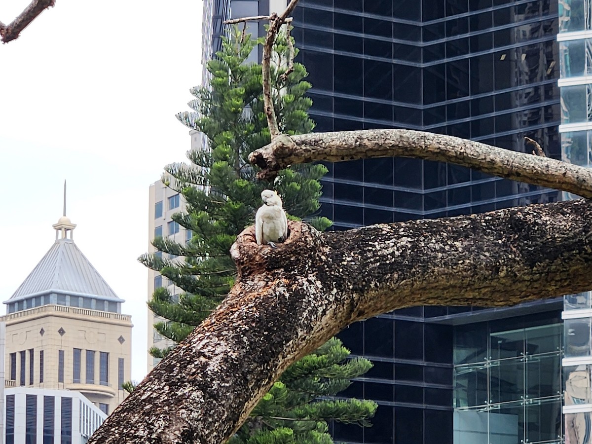 Yellow-crested Cockatoo - ML630311346