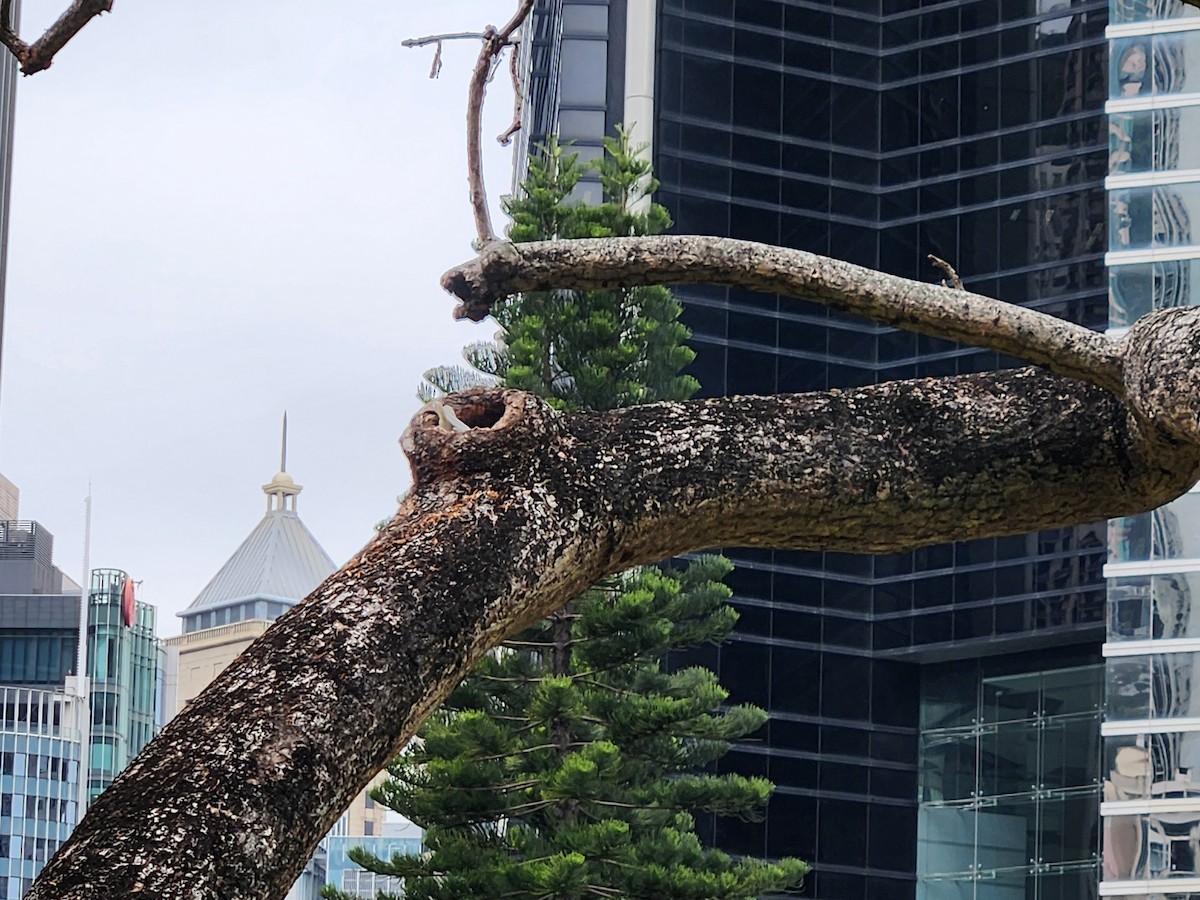 Yellow-crested Cockatoo - ML630311347