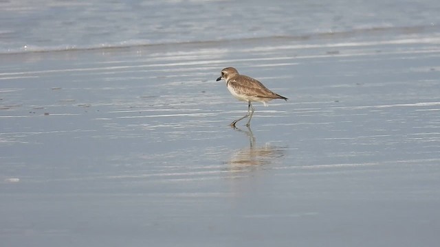 Greater Sand-Plover - ML630311355
