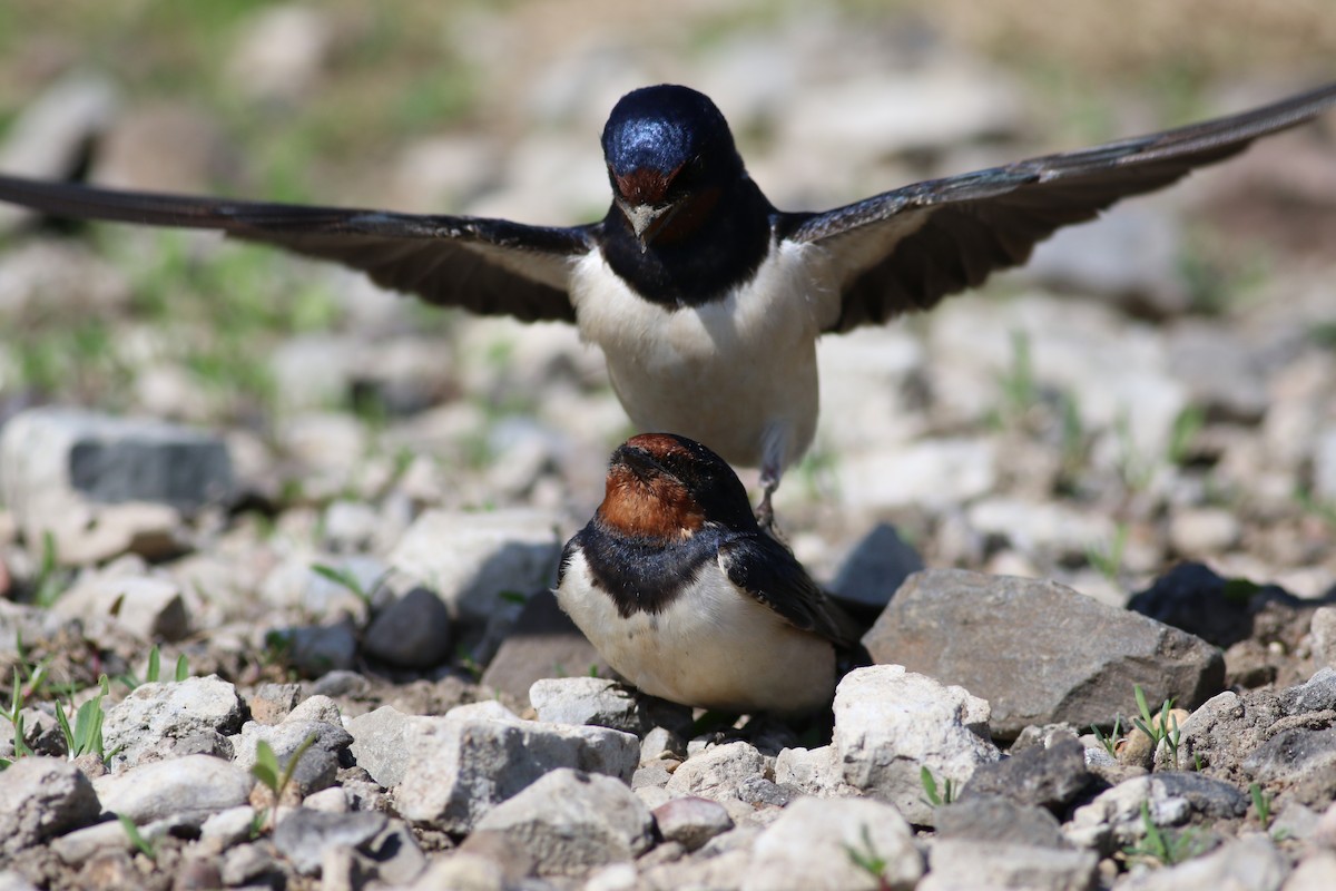 Barn Swallow - ML630311392
