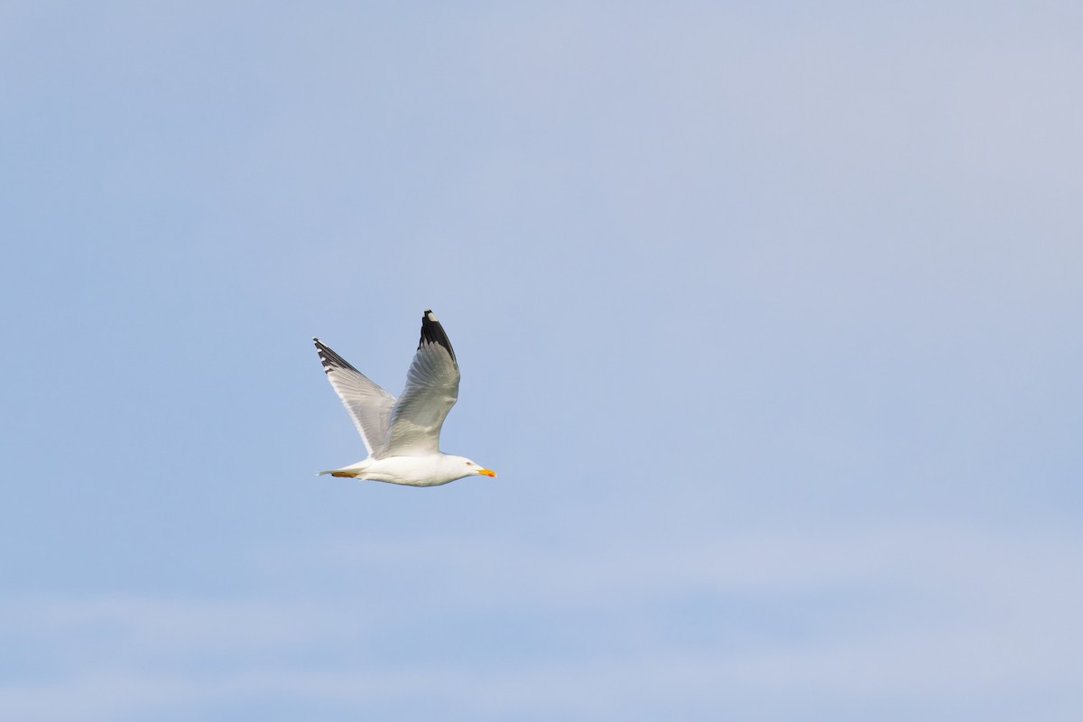 Yellow-legged Gull - ML630311421