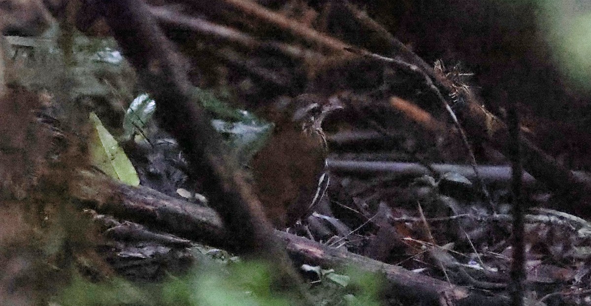 Rufous-tailed Antthrush - ML630311479