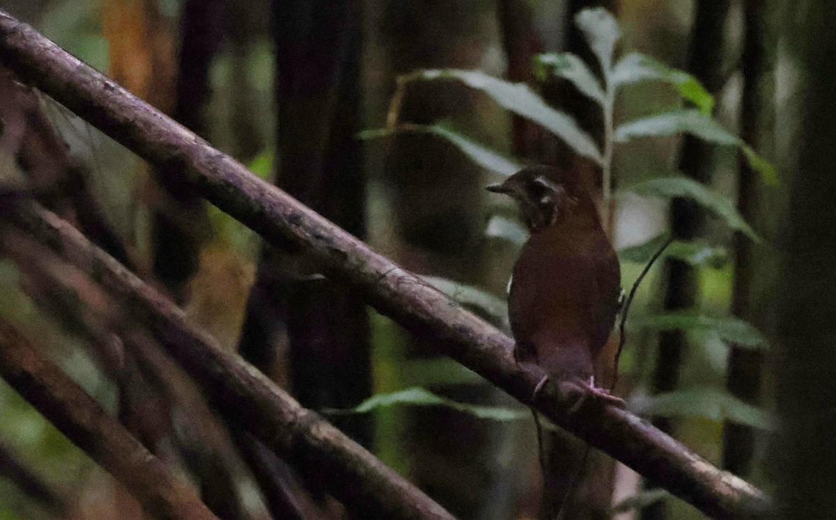 Rufous-tailed Antthrush - ML630311480