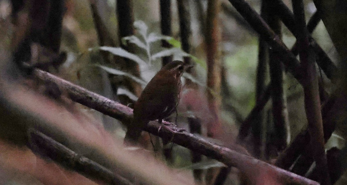 Rufous-tailed Antthrush - ML630311481