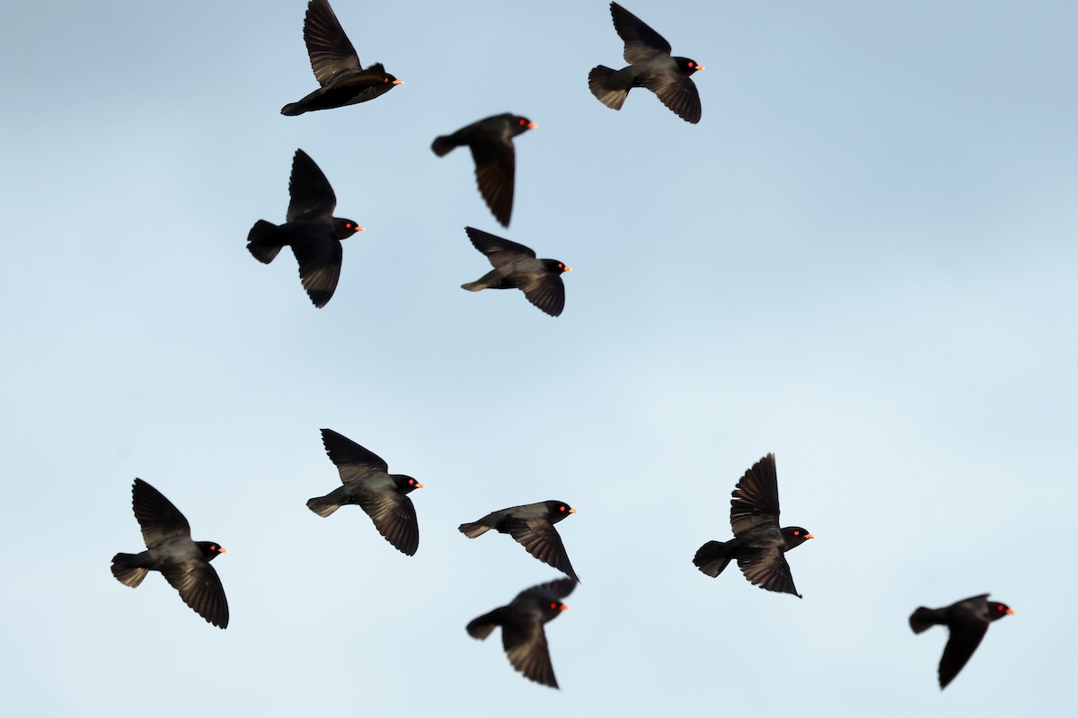 African River Martin - ML630311643