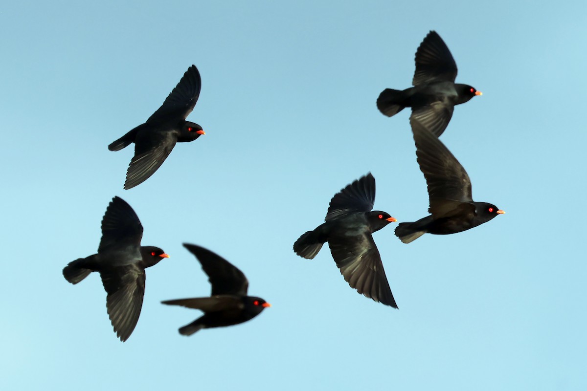 African River Martin - ML630311649