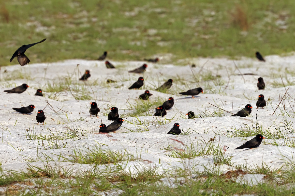 African River Martin - ML630311652