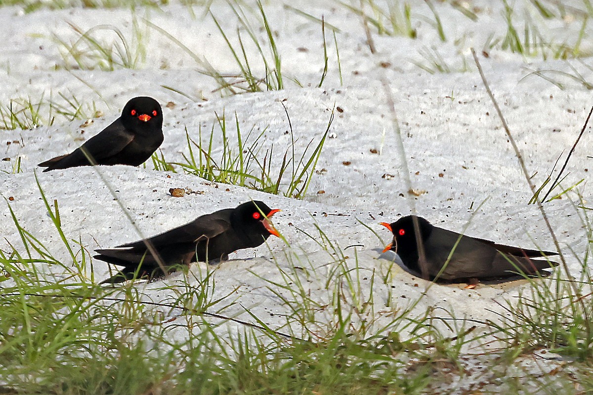African River Martin - ML630311656