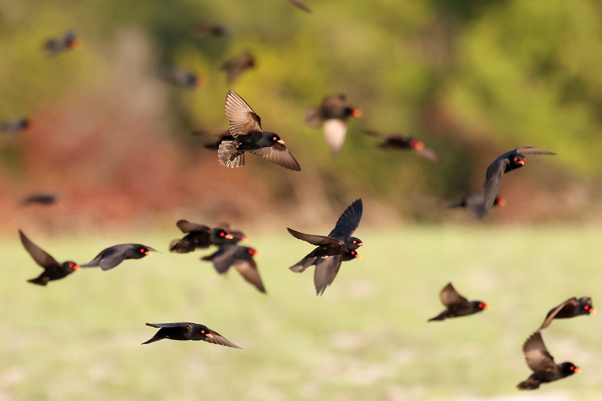 African River Martin - ML630311657