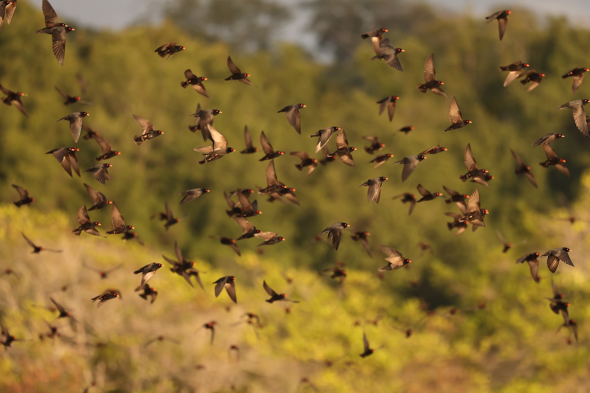 African River Martin - ML630311667