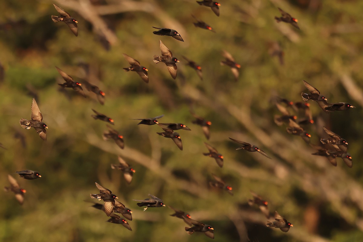 African River Martin - ML630311669