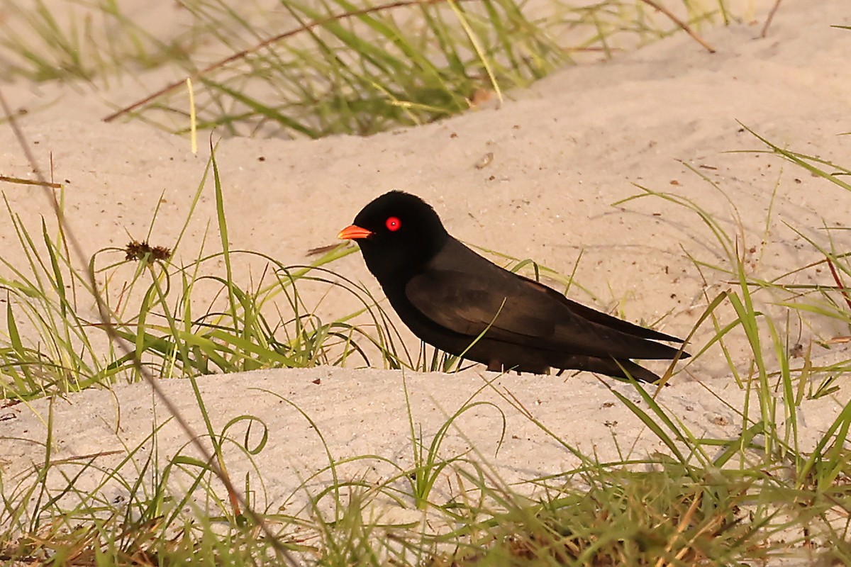 African River Martin - ML630311671