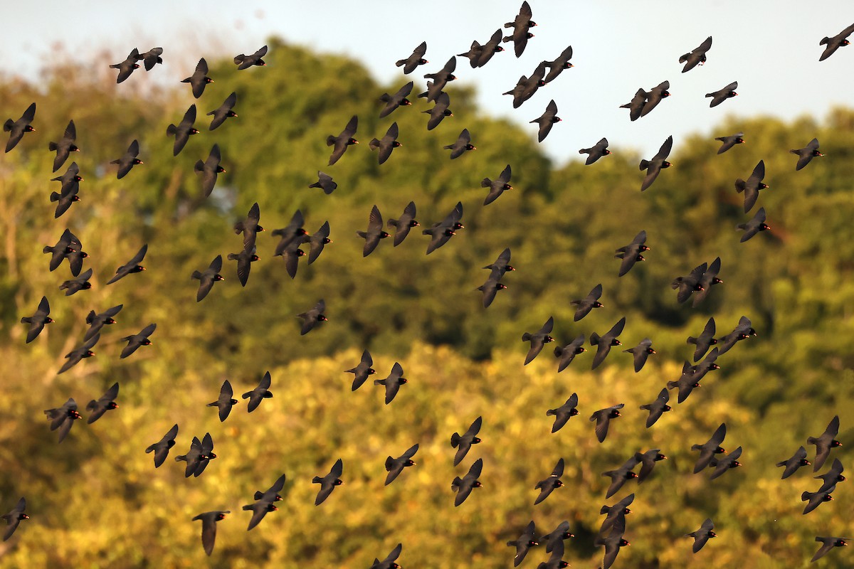 African River Martin - ML630311672
