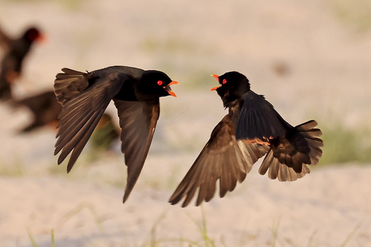 African River Martin - ML630311673