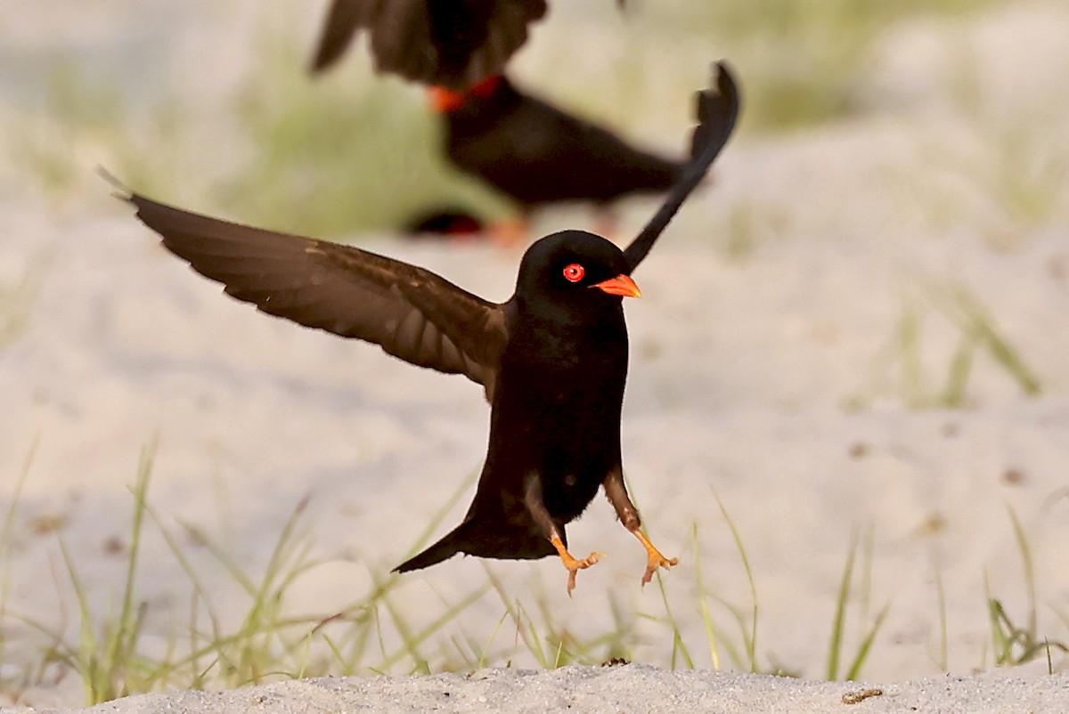 African River Martin - ML630311674
