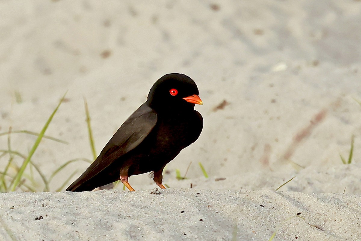 African River Martin - ML630311675