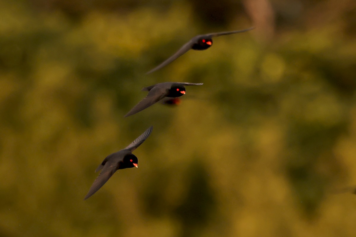 African River Martin - ML630311677