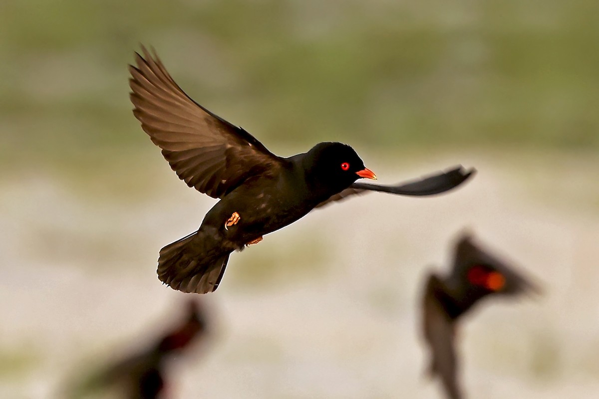 African River Martin - ML630311678