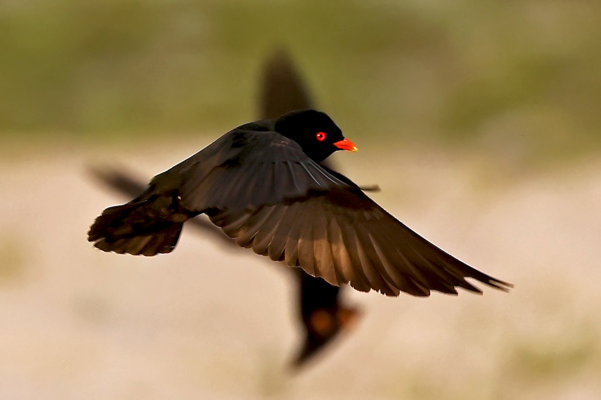 African River Martin - ML630311679