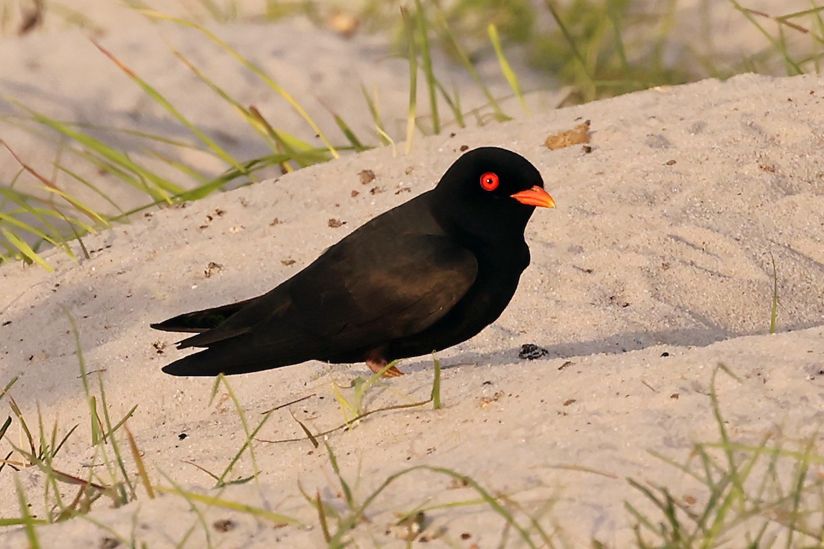 African River Martin - ML630311680