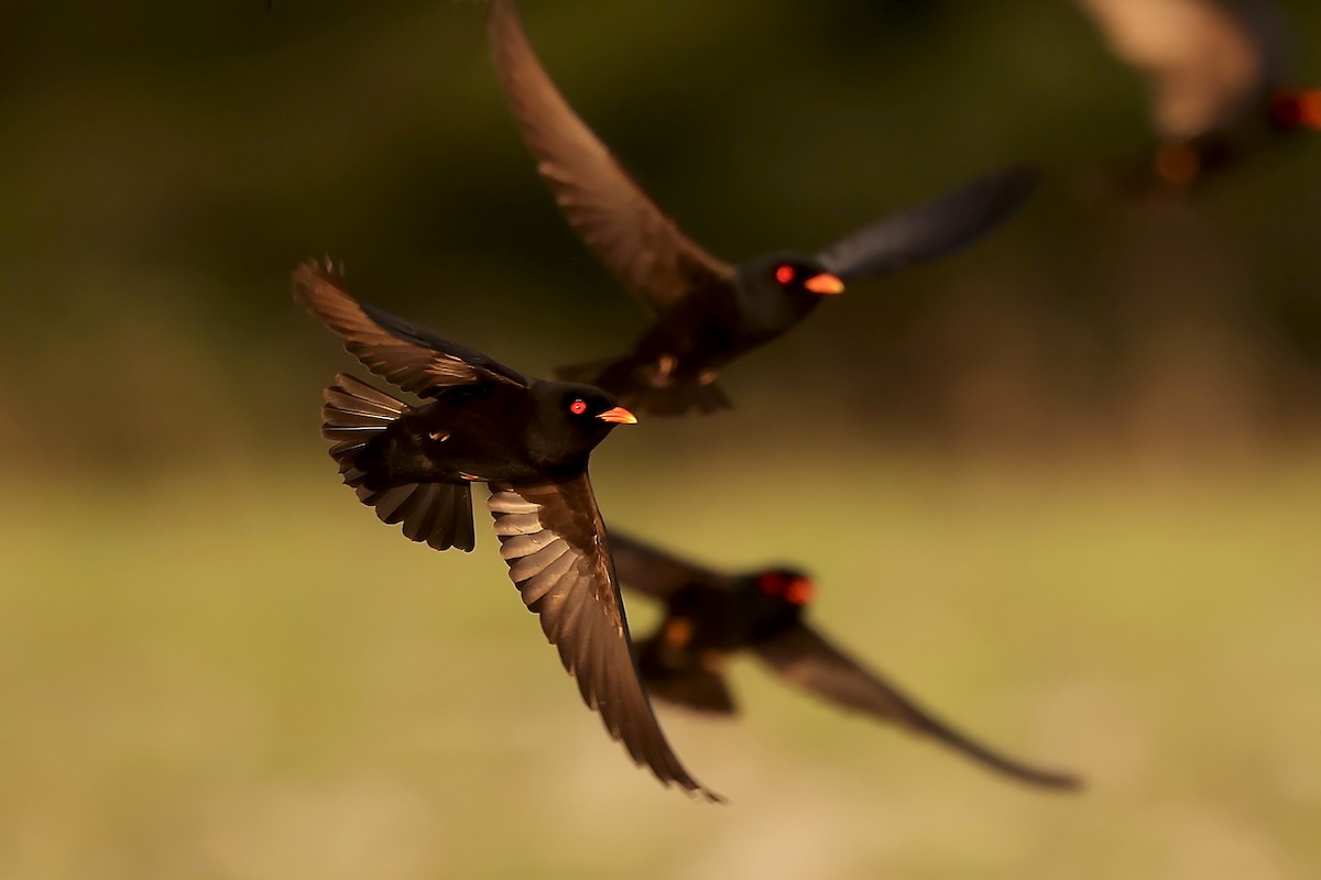 African River Martin - ML630311682
