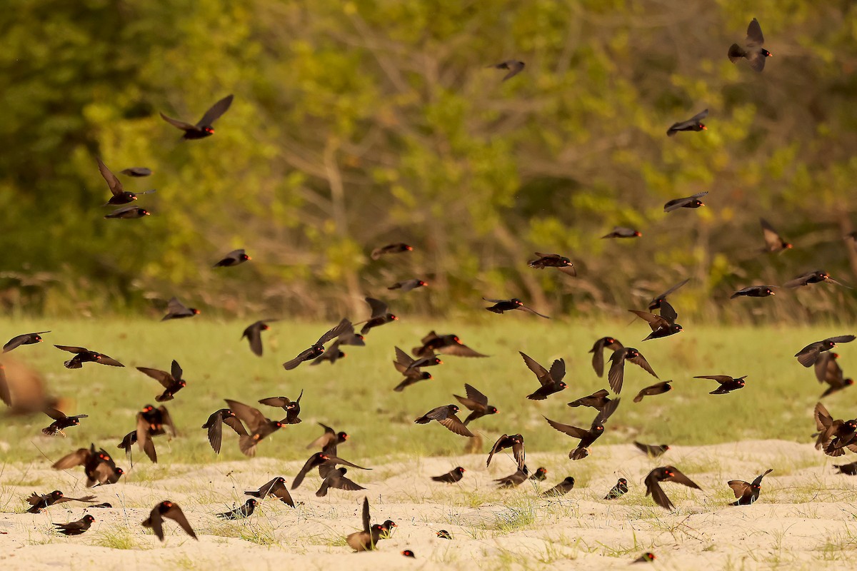 African River Martin - ML630311716