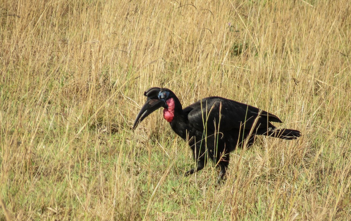 Abyssinian Ground-Hornbill - ML630312034