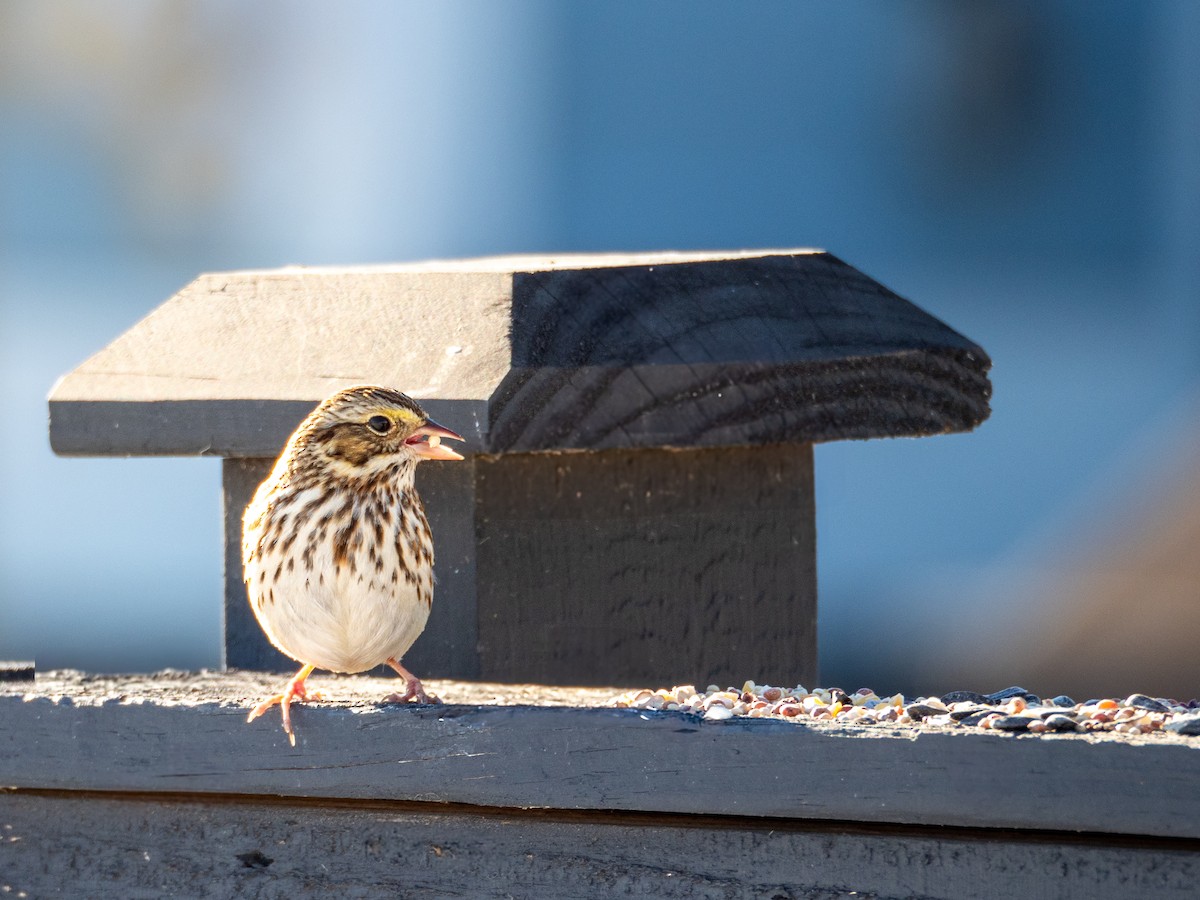 Savannah Sparrow - ML630312120