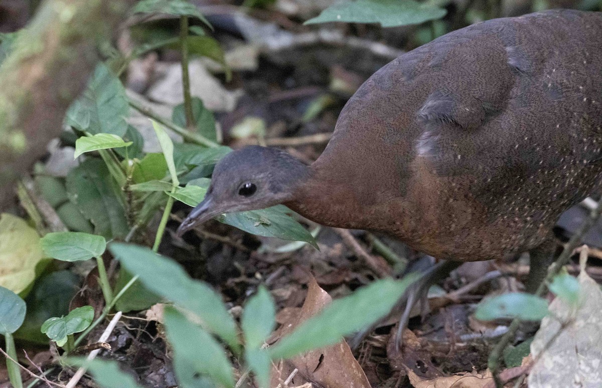 Highland Tinamou - ML630312539
