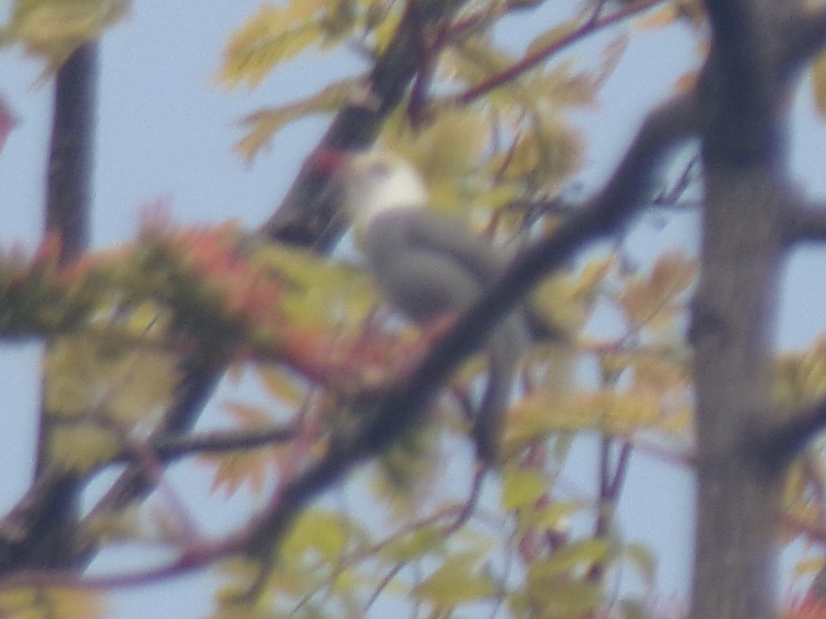 White-headed Bulbul - ML630312746