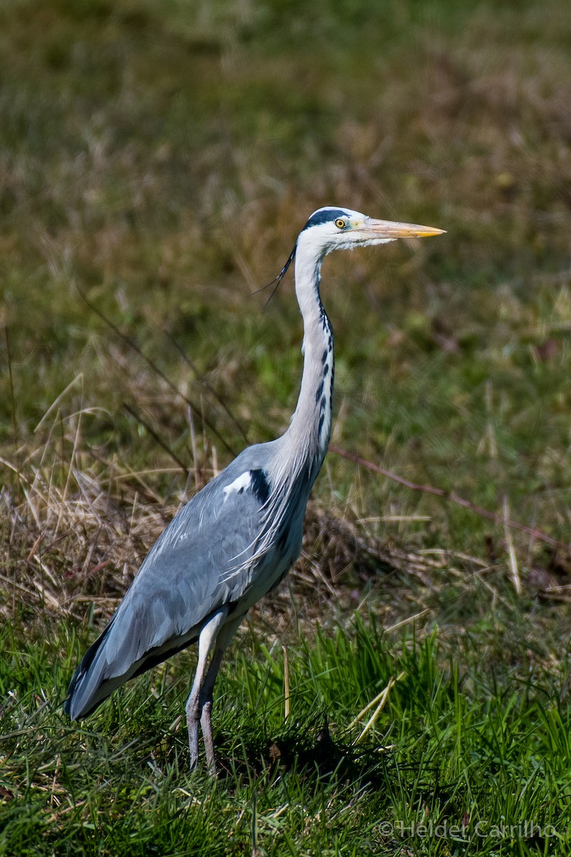 アオサギ - ML630313455