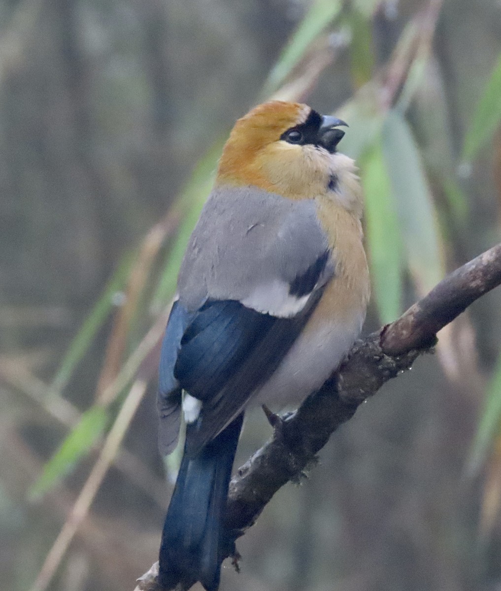 Red-headed Bullfinch - ML630313686