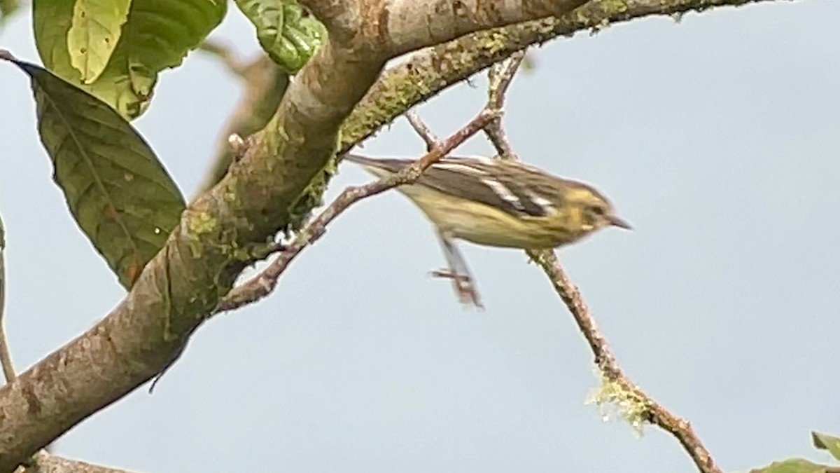Blackburnian Warbler - ML630313928