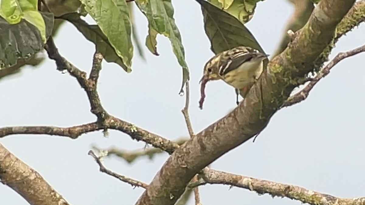 Blackburnian Warbler - ML630313929