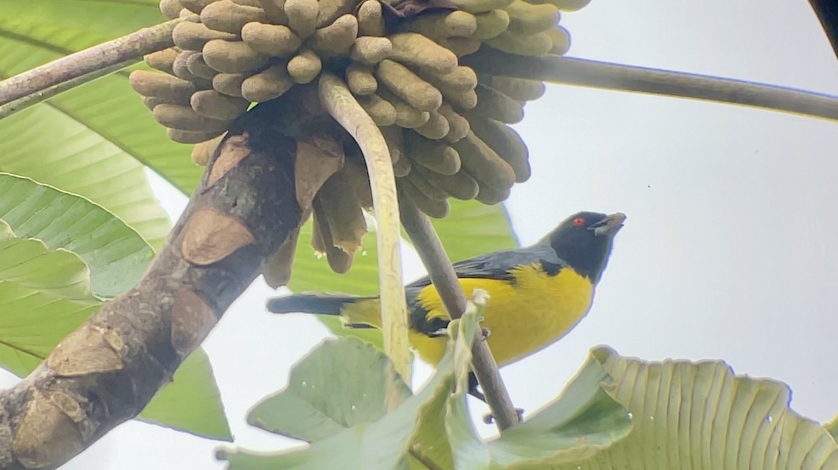 Hooded Mountain Tanager - ML630313953