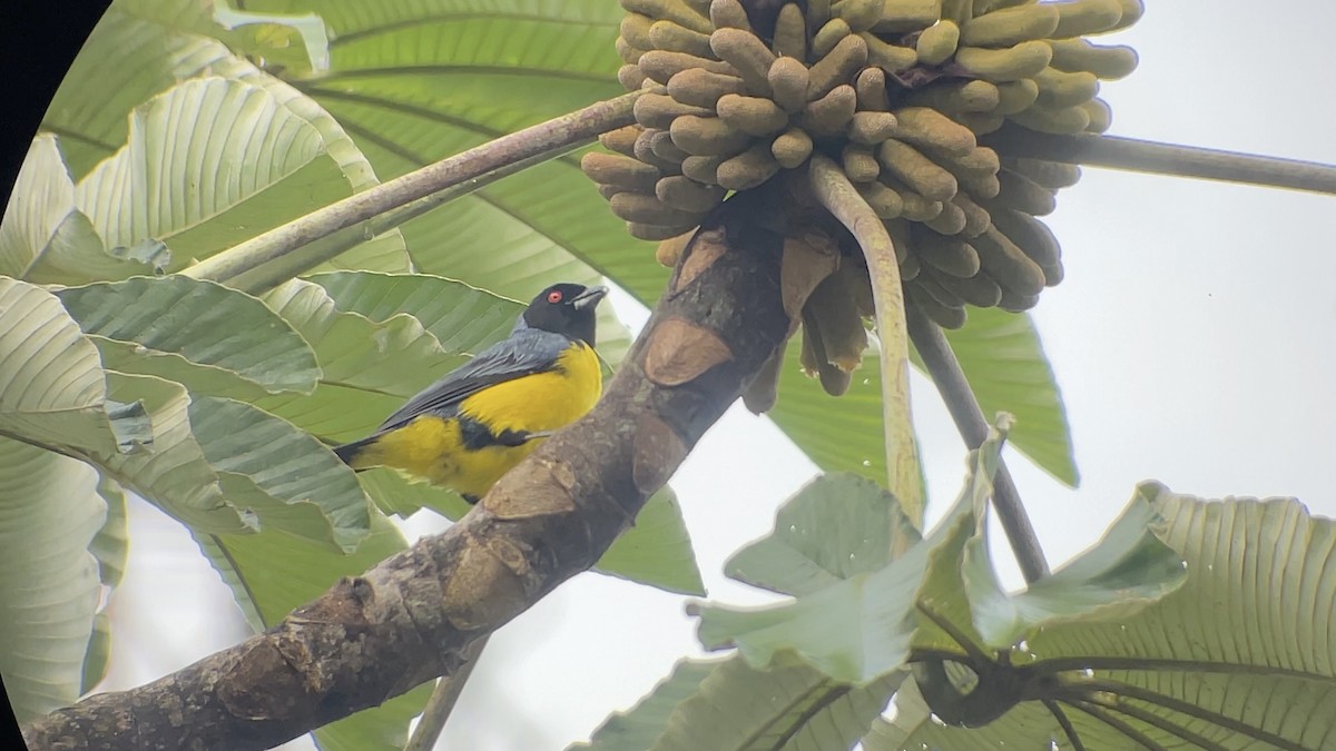 Hooded Mountain Tanager - ML630313954