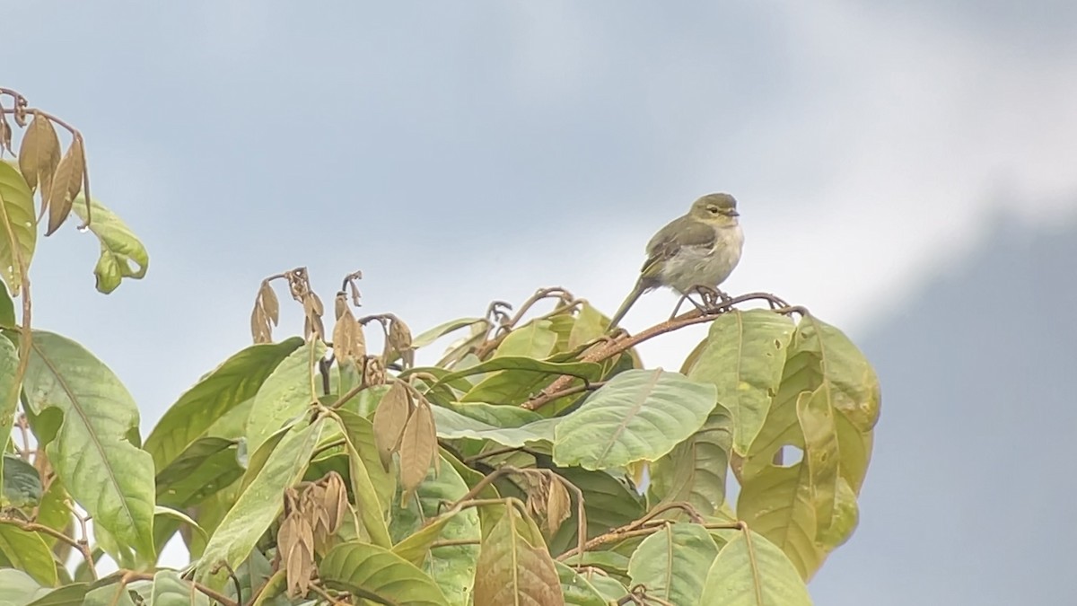 Golden-faced Tyrannulet - ML630313965