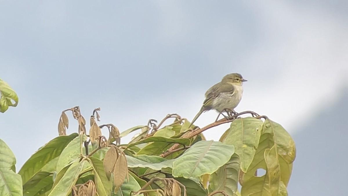 Golden-faced Tyrannulet - ML630313966