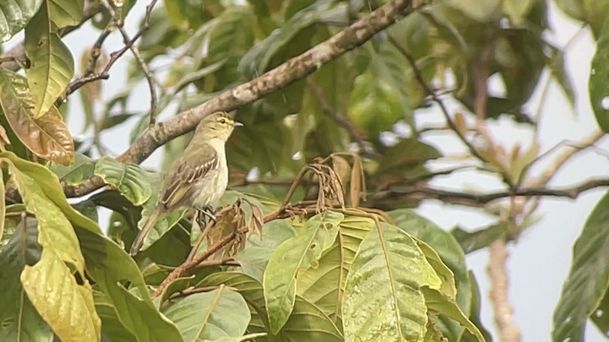 Golden-faced Tyrannulet - ML630313967