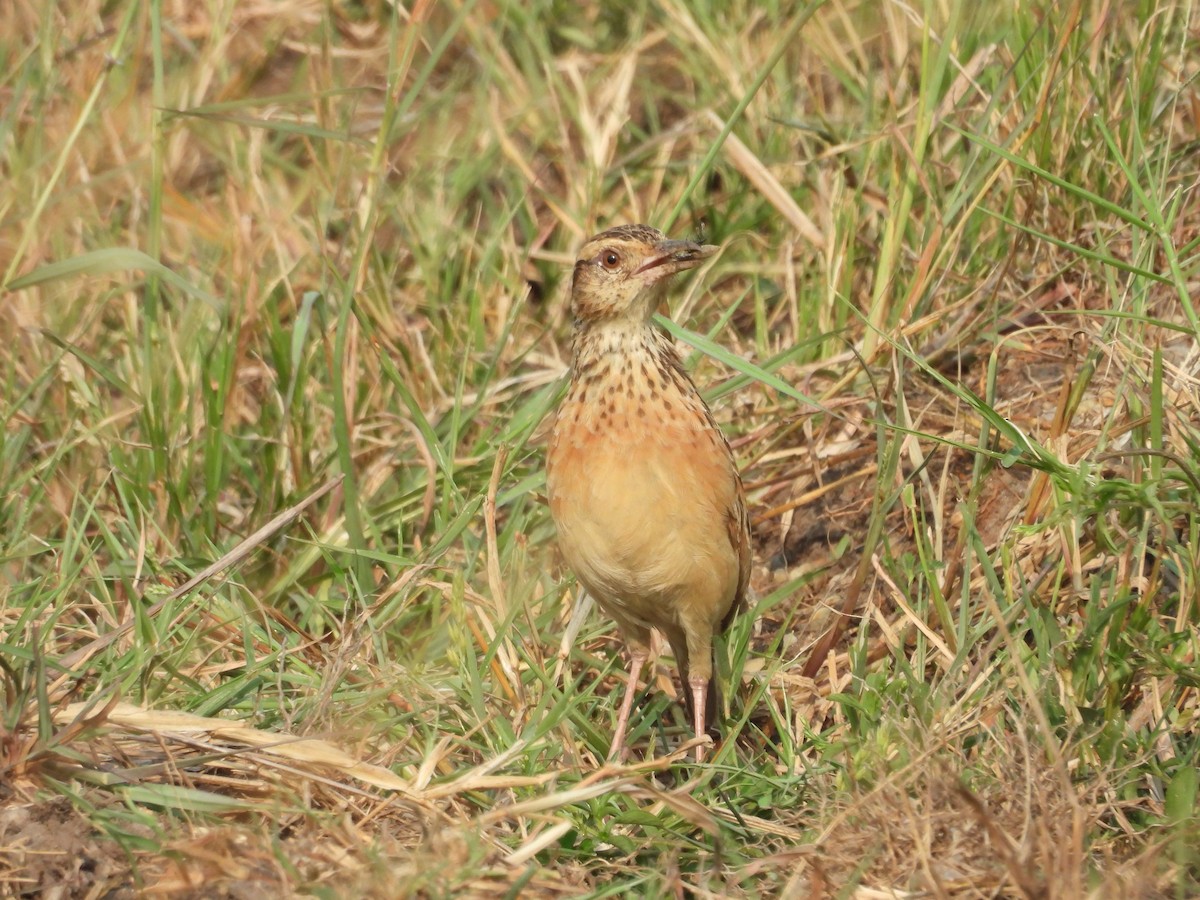Rufous-naped Lark (Rufous-naped) - ML630313968