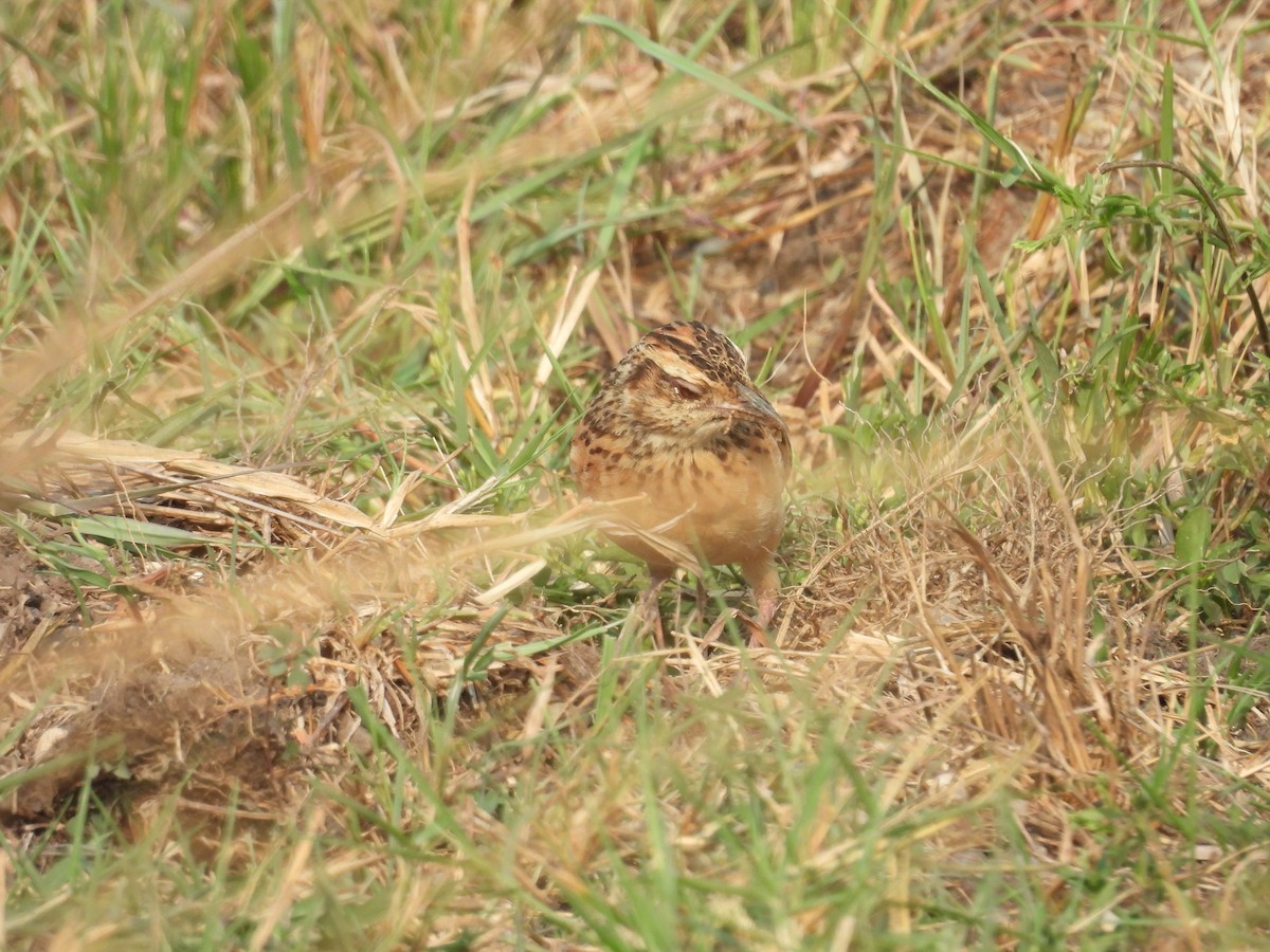 Rufous-naped Lark (Rufous-naped) - ML630313970