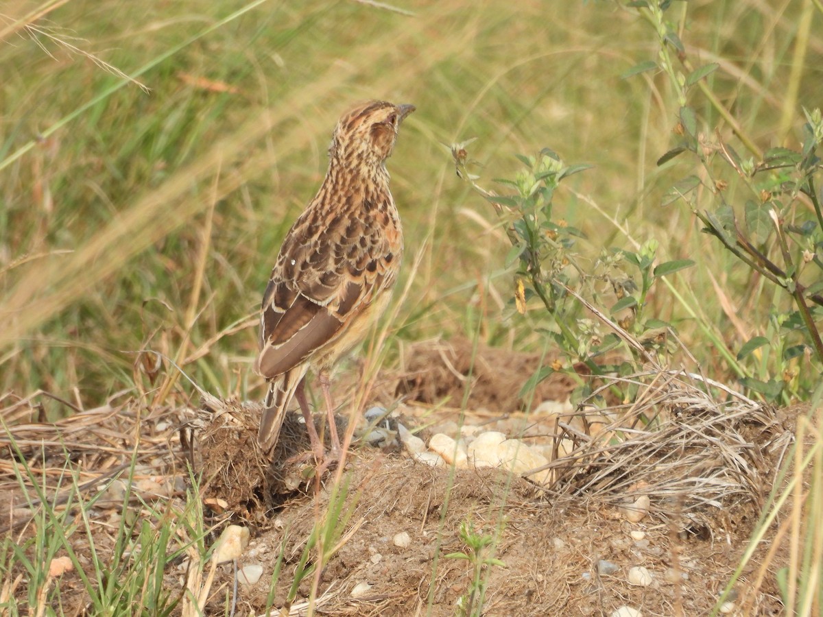 Rufous-naped Lark (Rufous-naped) - ML630313972