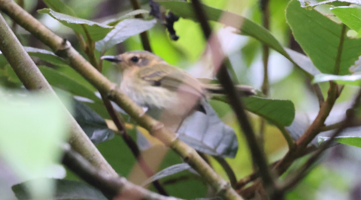 Ochre-faced Tody-Flycatcher - ML630314152