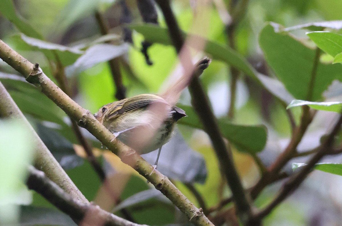 Ochre-faced Tody-Flycatcher - ML630314153
